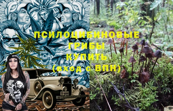 ГАЛЛЮЦИНОГЕННЫЕ ГРИБЫ Козловка