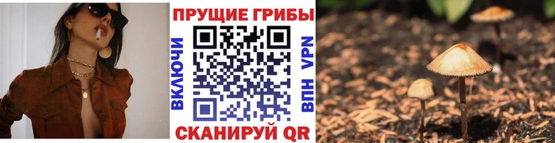 мега ссылки Сокол Псилоцибиновые грибы мицелий